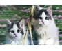 Needion - 5D Elmas Boyama Sevimli Kediler İkili Kedi Resmi Tablosu 40x60 cm