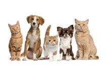 Needion - BETA PETSHOP