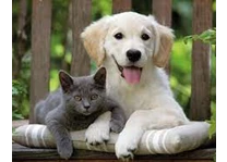 Needion - BETA PETSHOP