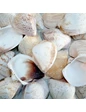 Needion - Giant Shells Brown Kiloluk Deniz Kabuğu (1 KG)