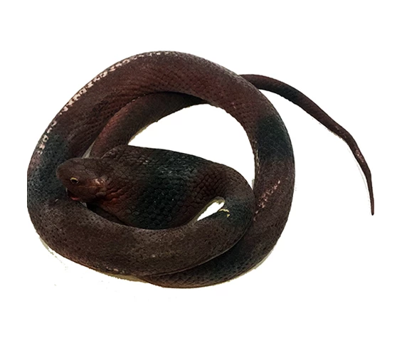 Needion - Kahve Renk Yassı Kafa Yumuşak Gerçekçi Kobra Yılan 95 cm