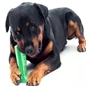 Needion - Köpek Diş Fırçası Isırma Aparatı Büyük Boy