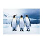 Needion - KS Games Animal Planet | Penguins