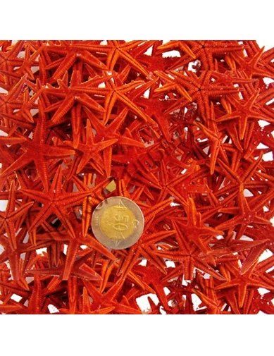 Needion - Naturel Deniz Yıldızı Minik Boy 0.5 Cm -1.5 Cm (100 Adet)