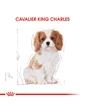Needion - Royal Canın Cavalier King Charles Puppy Yavru Köpek Maması 1,5 kg