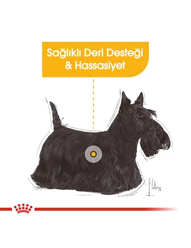 Needion - Royal Canin Ccn Dermacomfort Loaf Adult Yetişkin Köpek Konservesi Pouch