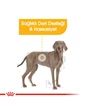 Needion - Royal Canin Ccn Maxi Dermacomfort Adult Yetişkin Köpek Maması 12 kg