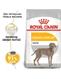 Needion - Royal Canin Ccn Maxi Dermacomfort Adult Yetişkin Köpek Maması 12 kg
