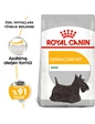 Needion - Royal Canin Ccn Mini Derma Adult Yetişkin Köpek Maması 3 kg