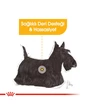 Needion - Royal Canin Ccn Mini Derma Adult Yetişkin Köpek Maması 3 kg
