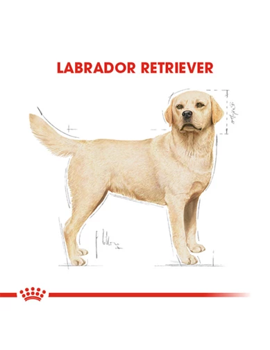 Needion - Royal Canin Labrador Adult Yetişkin Köpek Maması