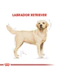 Needion - Royal Canin Labrador Adult Yetişkin Köpek Maması 12 kg