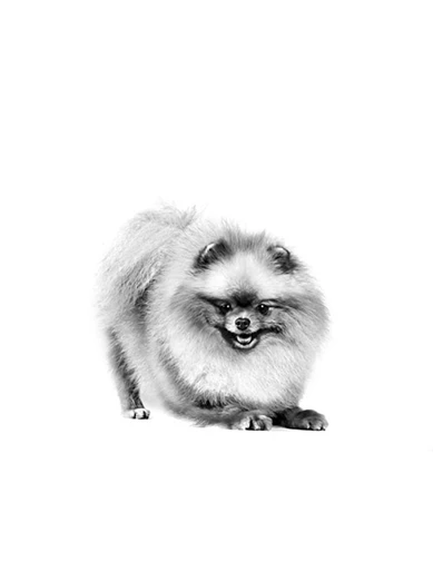Needion - Royal Canin Pomeranian Adult Yetişkin Köpek Maması