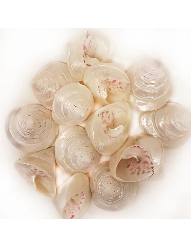 Needion - Troca Strawberry Pearlized Kiloluk Deniz Kabuğu (1 KG)
